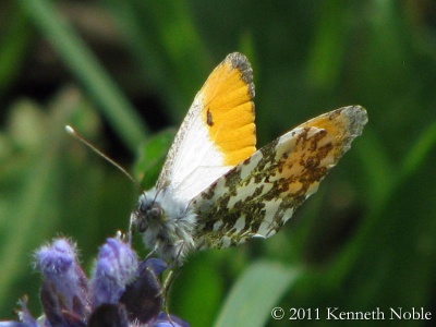 orange tip (Anthocharis cardamines) Kenneth Noble